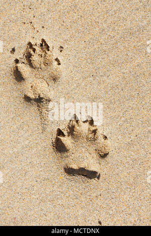 A pair of dog paw prints in sand - John Gollop Stock Photo