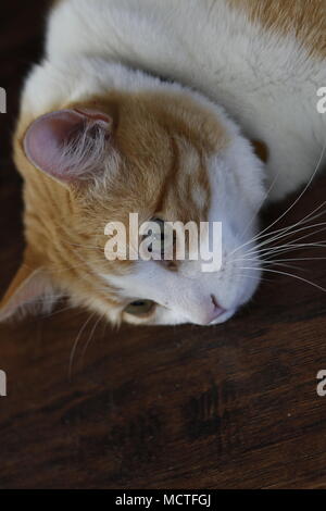 An orange and white cat lays on the floor, looking concerned. Stock Photo