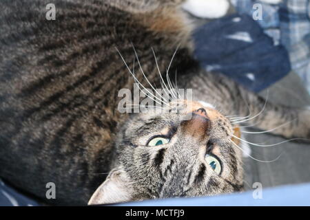 A tabby cat lounges comfortably. Stock Photo