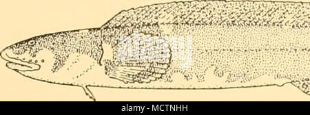 . ;.r^b;,.^.;^-'.-;:g^; Fig. 52. Austrolycus depressiceps. x . Hab. Patagonian-Falklands region; Straits of Magellan; Tierra del Fuego; southern Chile. No specimens of this species were obtained by the Discovery Expedition, but Mr Bennett has sent 13 (50-480 mm.) from Stanley, Falkland Islands, taken from under stones at low water during spring tides from October to December; as well as 6 others (83-152 mm.) collected near the beach at New Island, West Falklands, by Mr Hamilton in February, 1934. There are also 16 specimens (45-290 mm.) in the British Museum collection from the Falklands, Str Stock Photo