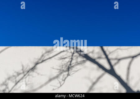 Blue sky and silhouettes of branches on a wall Stock Photo