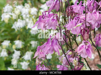 Bright pink columbine flowers, with long nectar spurs, are seen close-up against a blurred background of white-flowered columbines and green foliage. Stock Photo