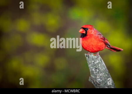 Male Northern Cardinal perched on a branch against a blurred background Stock Photo