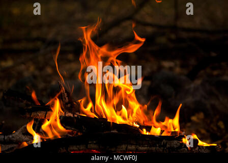 A camp fire burning, outdoor night scene. Stock Photo