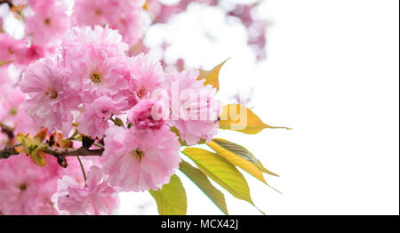 Sakura flowers on a tree. Stock Photo