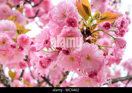Sakura flowers on a tree. Stock Photo