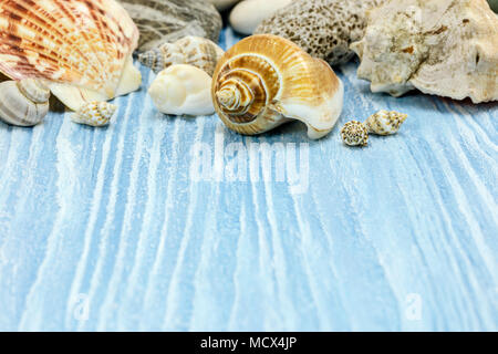 sea vacations concept with shells on blue wooden painted background Stock Photo