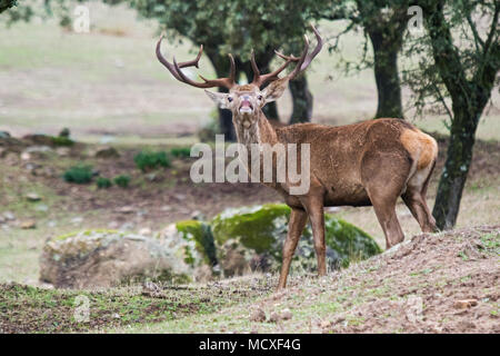 Red deer (Cervus elaphus) in Sierra Morena, Andalucía, Spain. Stock Photo