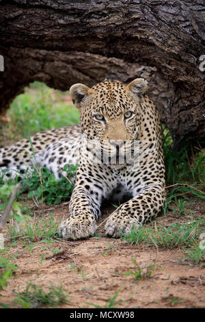 Leopard (Panthera pardus), adult on ground, attentive, observing, animal portrait, Sabi Sand Game Reserve, Kruger National Park Stock Photo