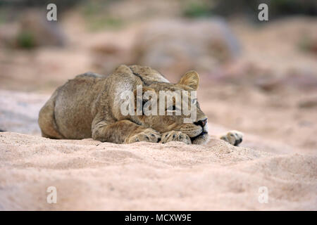 Lion (Panthera leo), adult female, resting, lying, in dry riverbed, Sabi Sand Game Reserve, Kruger National Park, South Africa Stock Photo