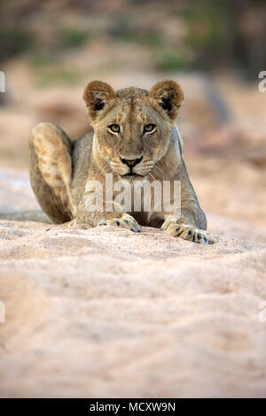 Lioness (Panthera leo), adult female, attentive, observing, lies in dry riverbed, Sabi Sand Game Reserve, Kruger National Park Stock Photo