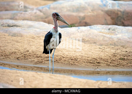Marabou stork (Leptoptilos crumeniferus), adult, in the water, Kruger National Park, South Africa Stock Photo