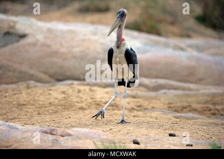 Marabou stork (Leptoptilos crumeniferus), adult, strides, Kruger National Park, South Africa Stock Photo