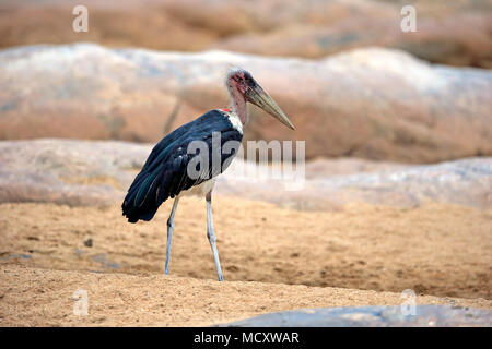 Marabou stork (Leptoptilos crumeniferus), adult, Kruger National Park, South Africa Stock Photo