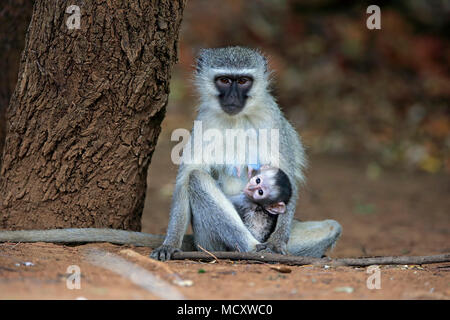 Vervet monkey (Chlorocebus pygerythrus), adult female with young, Kruger National Park, South Africa Stock Photo