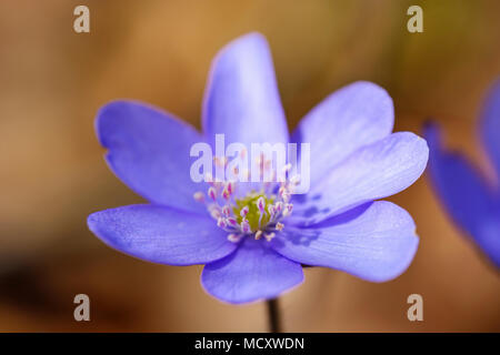 Liverflower (Hepatica nobilis), Flower, Upper Bavaria, Bavaria, Germany Stock Photo