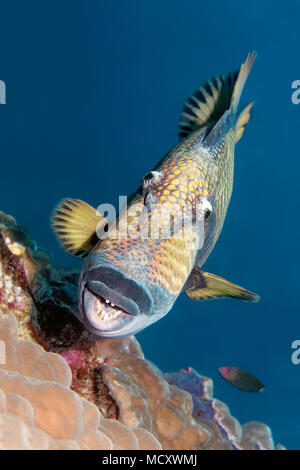Titan triggerfish (Balistoides viridescens) from the front, mouth, teeth, Indian Ocean, Maldives Stock Photo
