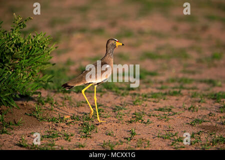 African wattled lapwing (Vanellus senegallus), adult, running, attentive, Sabi Sand Game Reserve, Kruger National Park Stock Photo