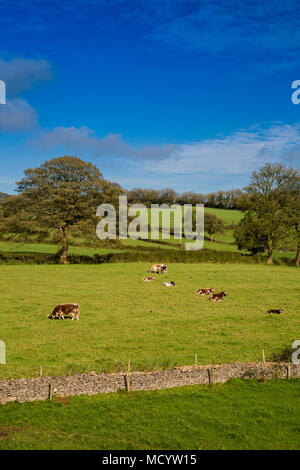 A group of English Longhorn cattle grazing in a field near Shepton Mallet, Somerset, England, UK Stock Photo