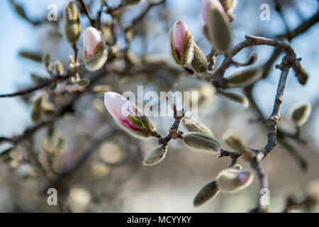 Fraser Magnolia Opening 1, Just a couple more magnolia pict…