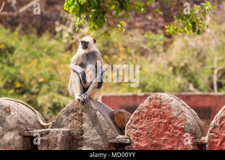 Grey langur (Semnopithecus entellus), an old world monkey, sits and relaxes on a wall in Ranthambore National Park, Rajasthan, northern India Stock Photo