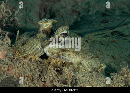 Leopard flounder (Bothus pantherinus). Picture was taken in the Banda sea, Ambon, West Papua, Indonesia Stock Photo