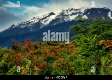 Chilean Fire Bush (Embothrium coccineum) and mountins in  Torres del Paine National Park, Chile. Argentina Stock Photo