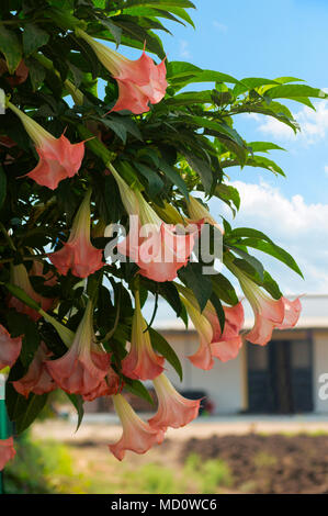 Brugmansia, dhatura flowers hanging on tree Stock Photo