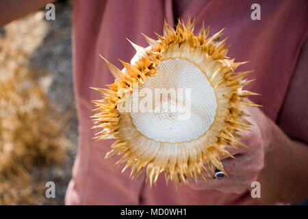 Woman holding rambutan fruit shell Stock Photo