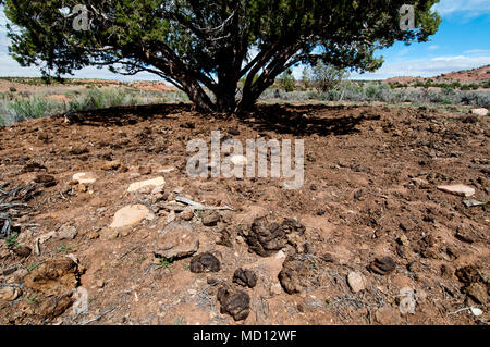 Livestock overuse and damage to rangeland on Bureau of Land Management Land in central Utah Stock Photo