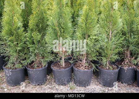Many Green Hedge of Thuja Trees, or Green hedge of the Tui trees in plastic box for sale Stock Photo