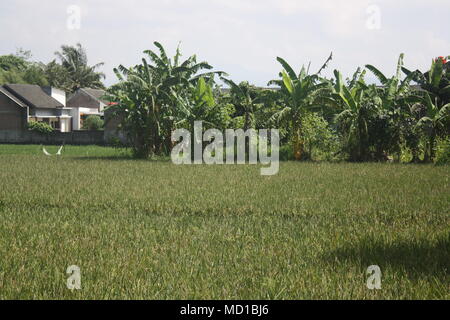 Group of Banana Trees and Paddy Fields near Residential Area in Bandung, Indonesia Stock Photo