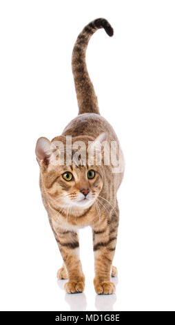Thoroughbred striped Serengeti cat Stock Photo