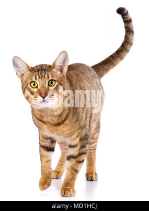 Thoroughbred striped Serengeti cat Stock Photo