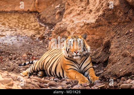 Impressive male sub-adult Bengal tiger (Panthera tigris) at rest lying on rocky ground by a waterhole, Ranthambore National Park, Rajasthan, north India Stock Photo