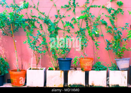 vintage Flower Basket pastel color to Creative  pattern and texture design with  background banner Stock Photo