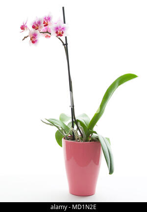 Pink and White Orchid on a pink pot taken in a studio with a white background. Stock Photo