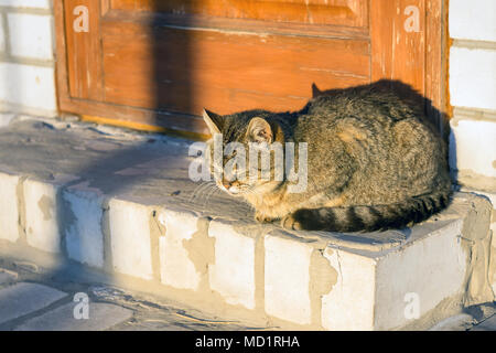 big fat cat sleeps on the street on a concrete road close up in the sun. The concept of stray animals Stock Photo