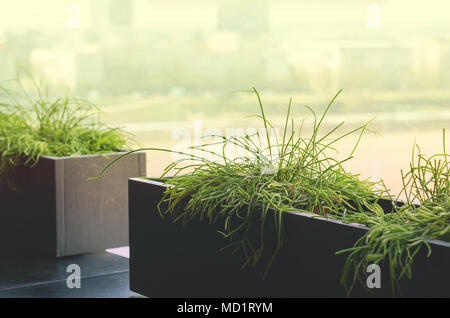 Fresh green long flowers, grass in black square pots in modern minimalistic office against window in sunny day. Town view from window. Copy space. Ton Stock Photo