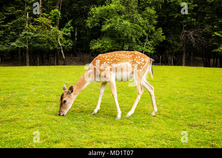 Roe deer eating grass on the summer meadow. Stock Photo