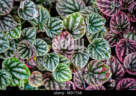 Small deep red and green patterned leaves Stock Photo