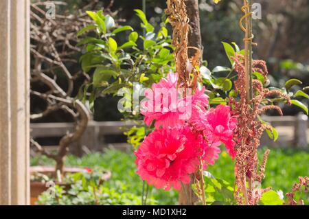 Lythracea flower - Fuchsia flower (Kunming, yunnan, China) Stock Photo