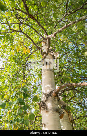 Birch tree in Ylläs-Pallastunturi National Park. Muonio, Lpaland, Finland. Stock Photo