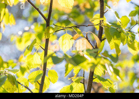 Birch tree in Ylläs-Pallastunturi National Park. Muonio, Lpaland, Finland. Stock Photo