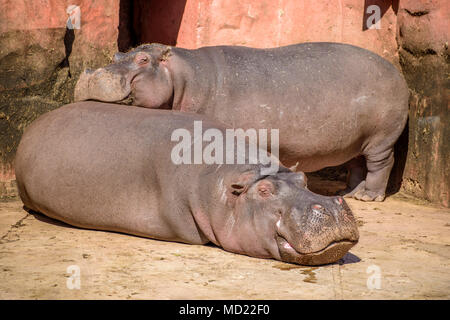 Young Couple of Hippos Resting Under Warm Sunlight Stock Photo
