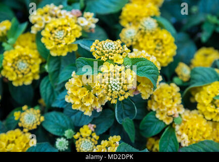 Top view of Yellow Lantana camara or in different names with big-sage (Malaysia), wild-sage, red-sage, white-sage , tickberry, verbena Stock Photo