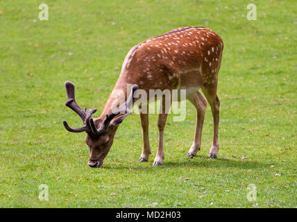 Young deer eating on green grass. Stock Photo