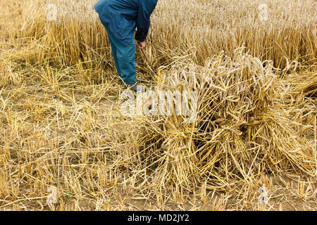 Farmer harvesting in hay field Stock Photo