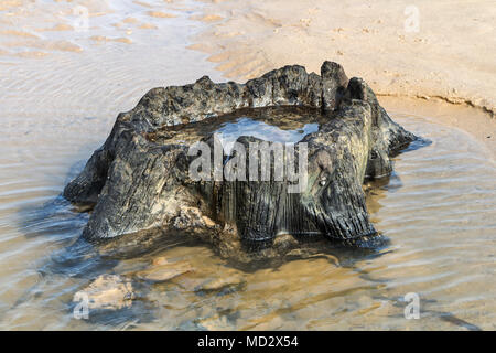 Ancient Tree Stump Thought to be Over 7,000 year Old, Uncovered by Storm Emma on Redcar Beach in March 2018, Redcar, Cleveland UK Stock Photo