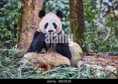 China, Sichuan province, Ya'an, Bifengxia Panda base Stock Photo